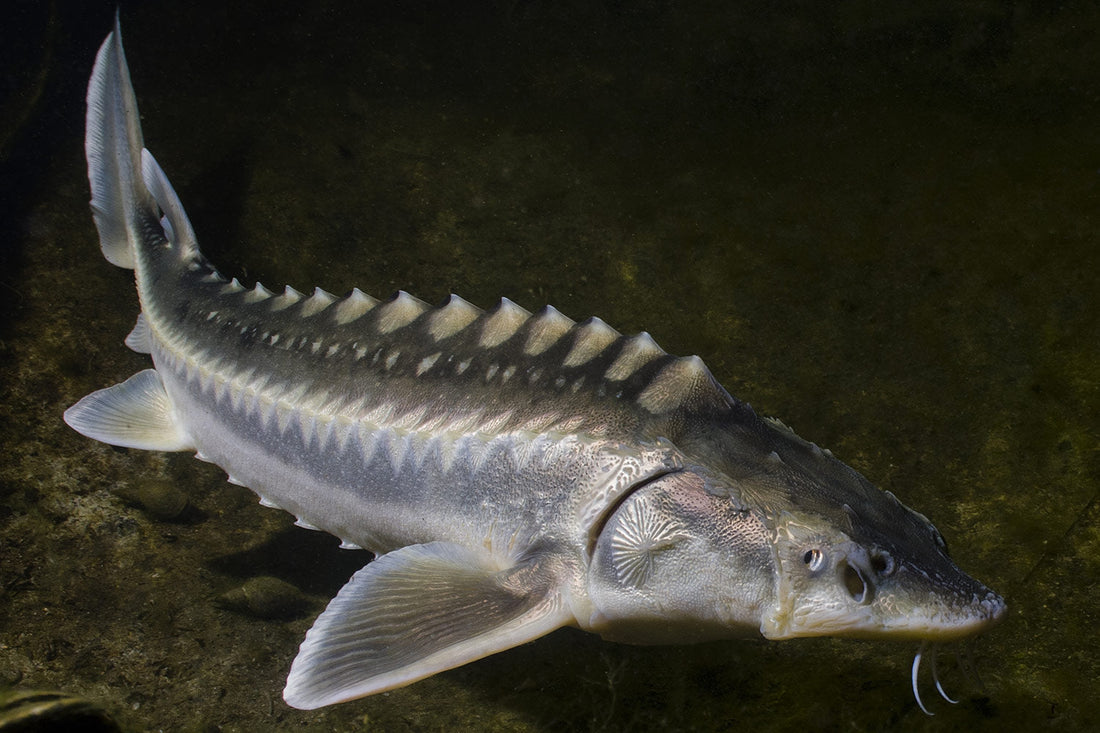 The Sturgeon Moon: Abundance in Deep Waters