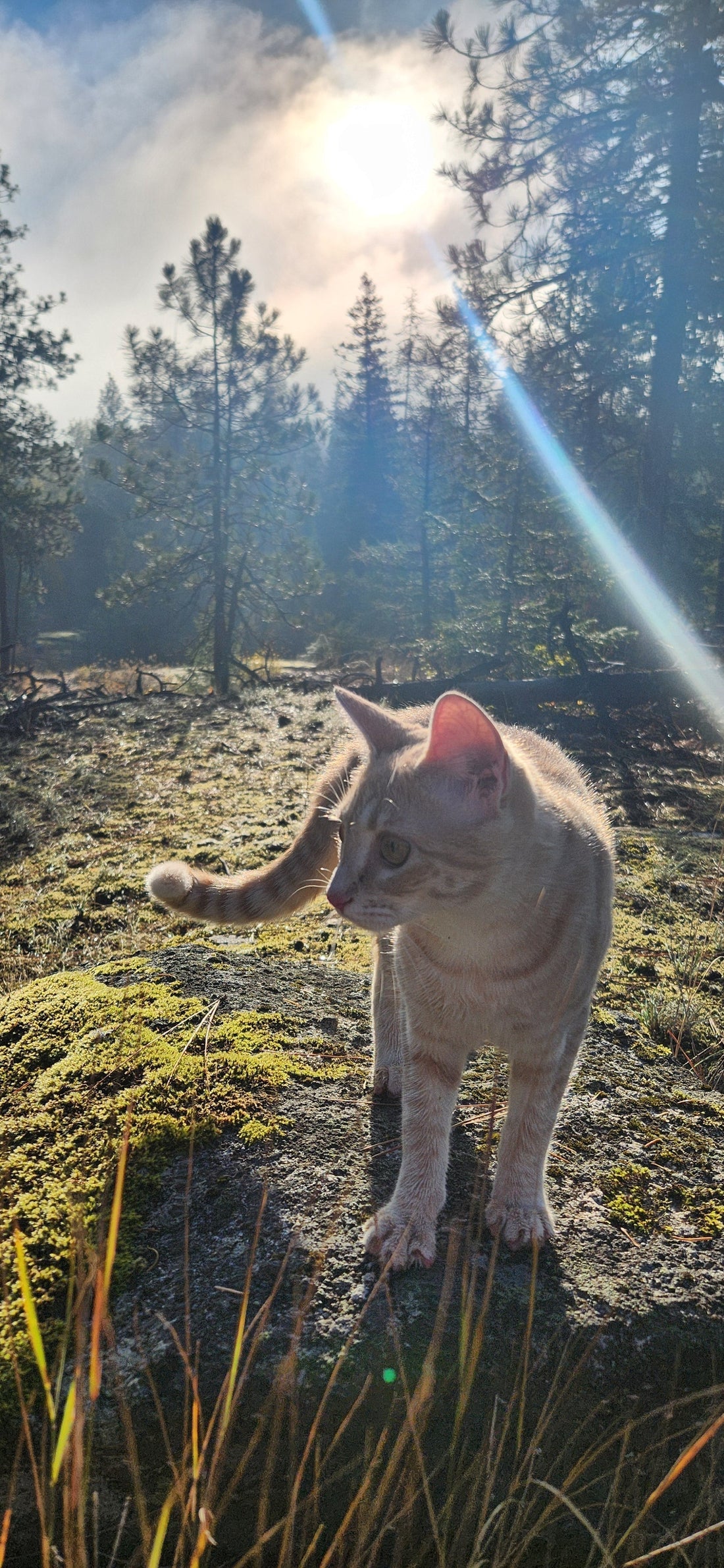 Samhain Reflections: Rest, Light, and the Northern Soul